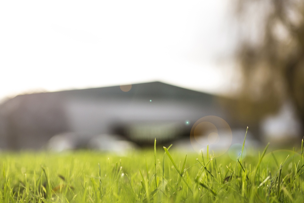 Macro view of fresh grass stems-1